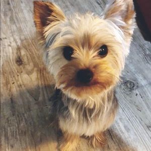 Meet your Posher, Rachel